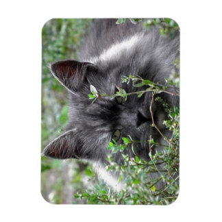 Siberian | Cat Portrait Magnet