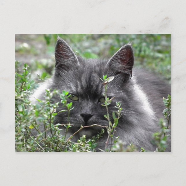 Siberian | Cat Portrait Postcard (Front)