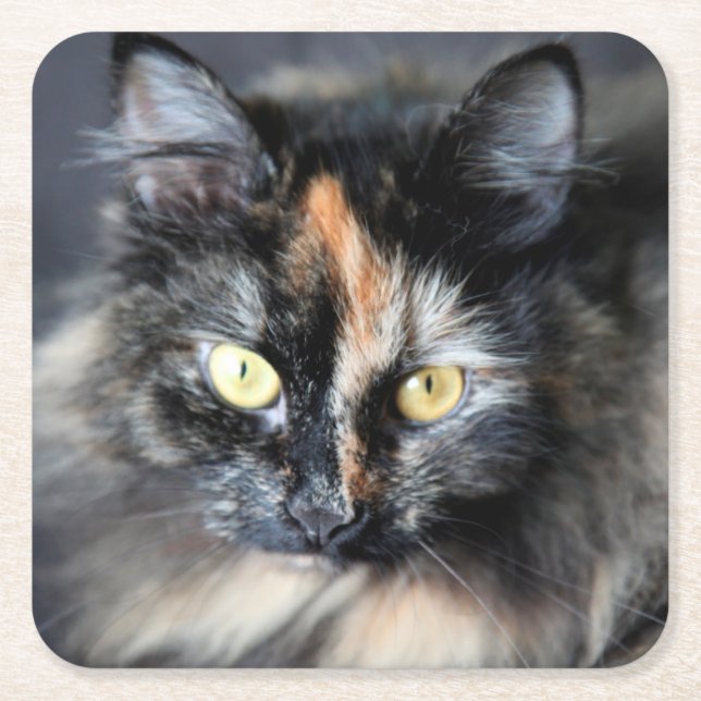 Siberian Cat Square Paper Coaster (Front)