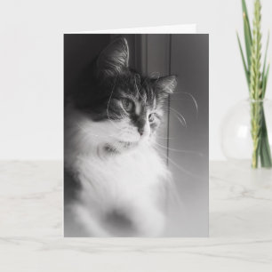 Siberian Cat Thinking of You Card