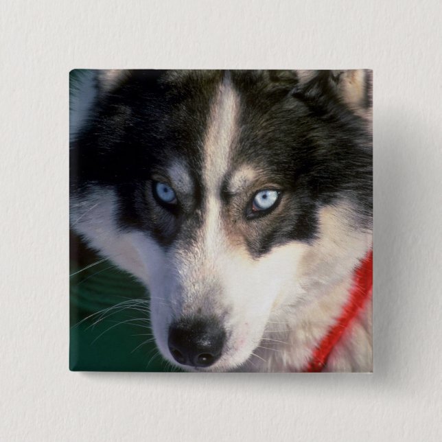 Siberian Husky 2 Inch Square Button (Front)