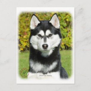 Siberian Husky 9P046D-49 Postcard