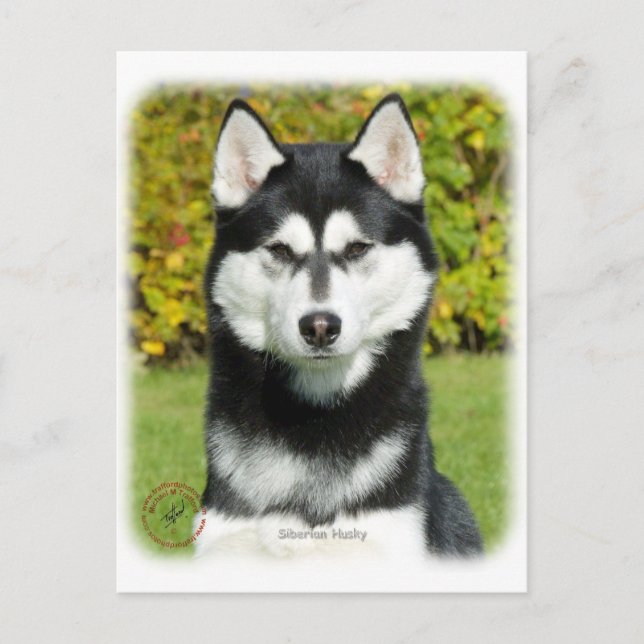Siberian Husky 9P046D-49 Postcard (Front)