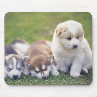 Siberian Husky; A working dog breed that Mouse Pad