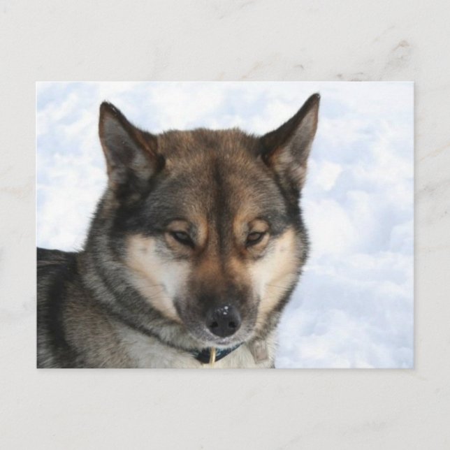 Siberian_Husky_agouti Postcard (Front)