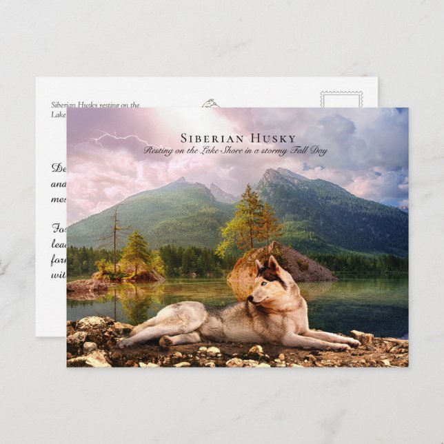 Siberian Husky at Lakeshore in Fall - Collectable Postcard (Front/Back)