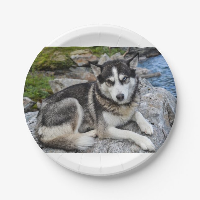 siberian husky at river paper plate (Front)