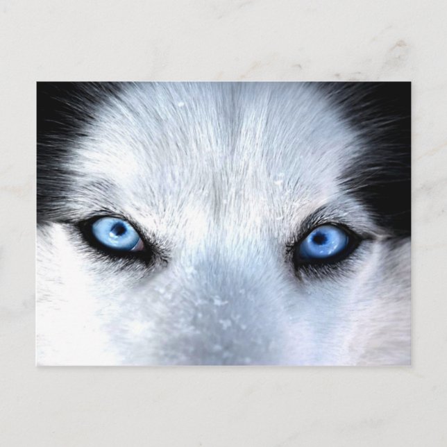 Siberian husky blue eyes postcard (Front)