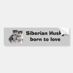 Siberian Husky Bumper Sticker