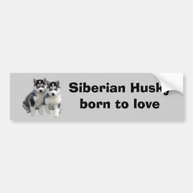 Siberian Husky Bumper Sticker (Front)