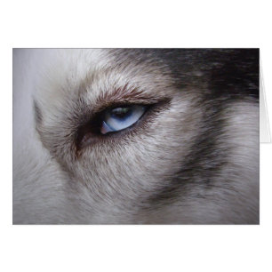 Siberian Husky Card Alaskan Malamute Card