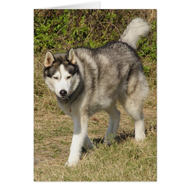 Siberian Husky Dog (Front)
