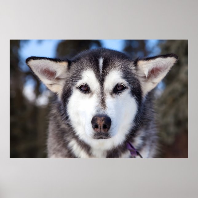 Siberian Husky Dog Close Up Face Photography  Poster (Front)