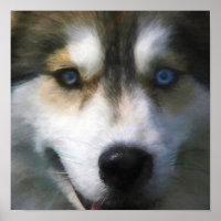 SIBERIAN HUSKY DOG “FAR EYES”