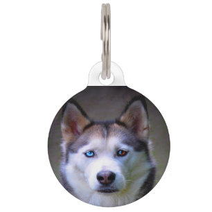 Siberian Husky Dog. Pet Tag