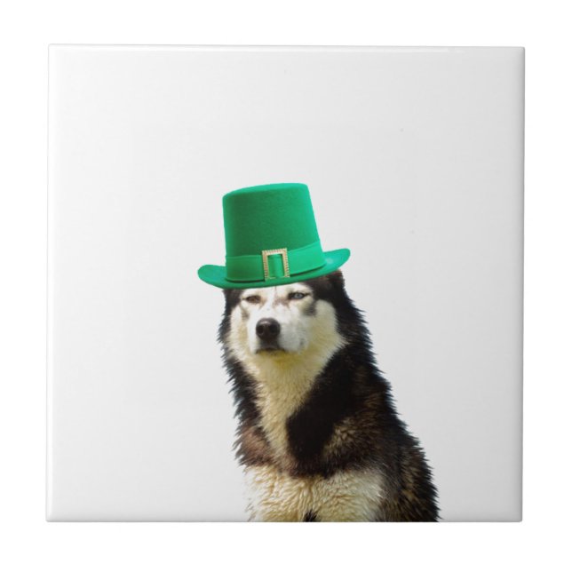 Siberian Husky Dog St. Patrick's day Tile (Front)
