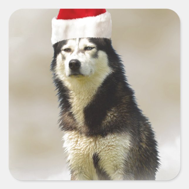 Siberian Husky Dog with Santa Hat in Snow Square Sticker (Front)