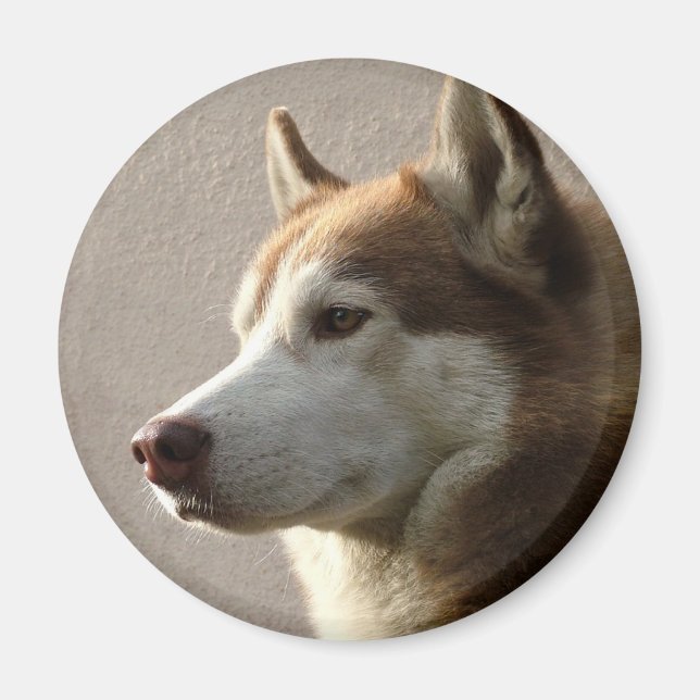Siberian Husky Dogs Magnet (Front)