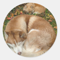 Siberian Husky & German Klein Spitz Pomeranian