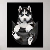 Siberian Husky In Pocket Puppy