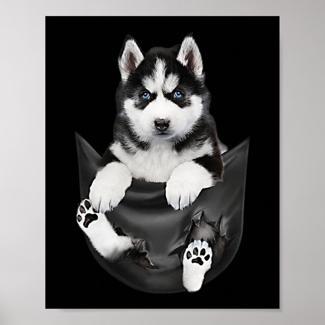 Siberian Husky In Pocket Puppy Poster (Front)