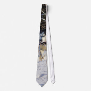 Siberian Husky In The Snow Tie