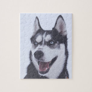 Siberian Husky Jigsaw Puzzle