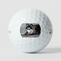 siberian husky laying first