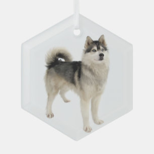 Siberian Husky Malemute Dog Pet Animal Glass Ornament
