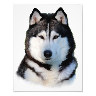 Siberian Husky Photo Print