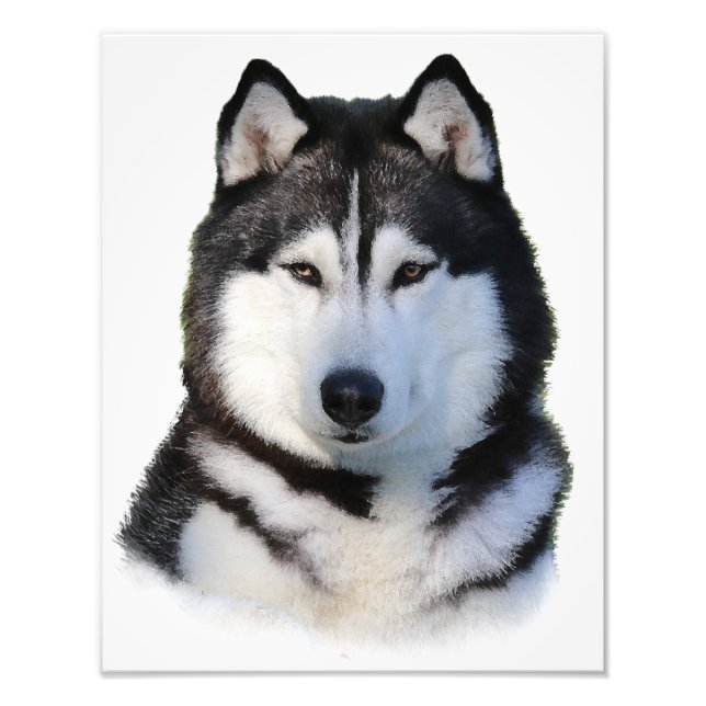 Siberian Husky Photo Print (Front)