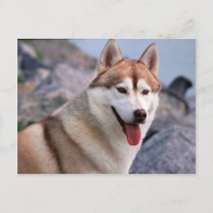 Siberian Husky Postcard