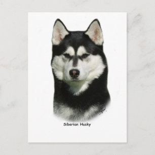 Siberian Husky Postcard