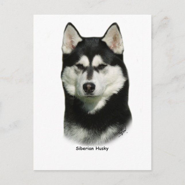 Siberian Husky Postcard (Front)