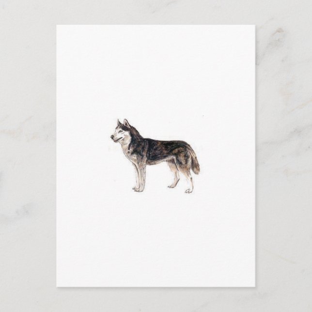 Siberian Husky Postcard (Front)