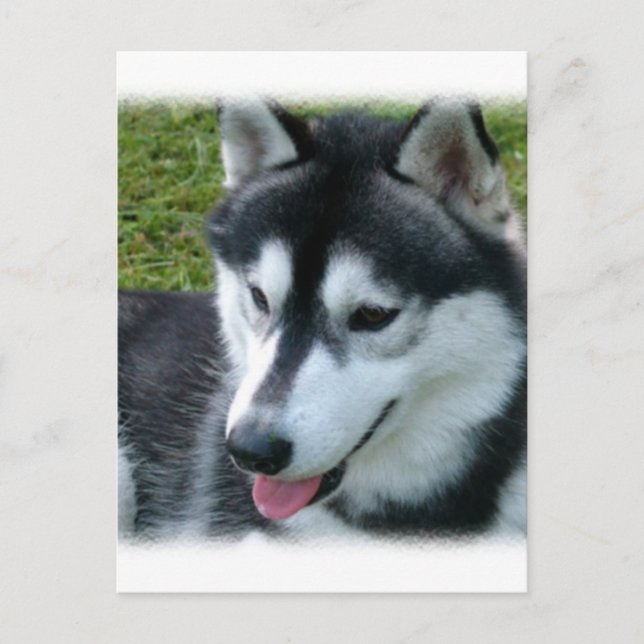 Siberian Husky Postcard (Front)