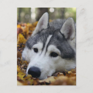 Siberian Husky Postcard