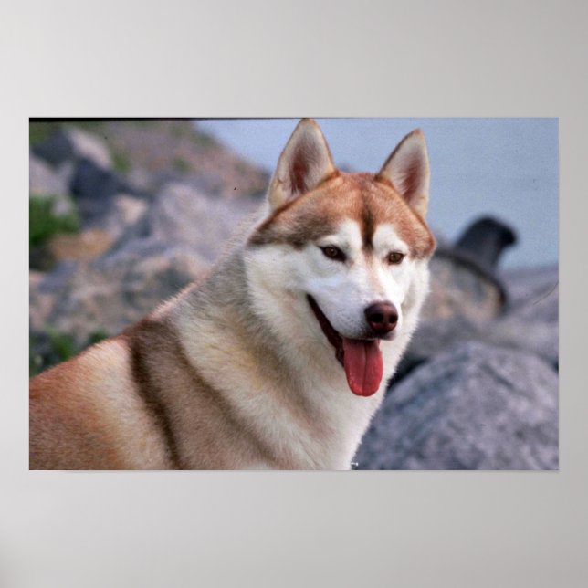 Siberian Husky Poster (Front)