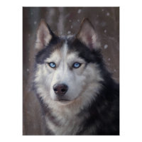 Siberian Husky