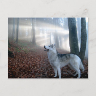 Siberian Husky - Postkarte Postcard