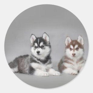 Siberian husky puppies classic round sticker