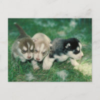 Siberian Husky Puppies