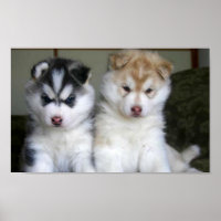 Siberian Husky Puppies