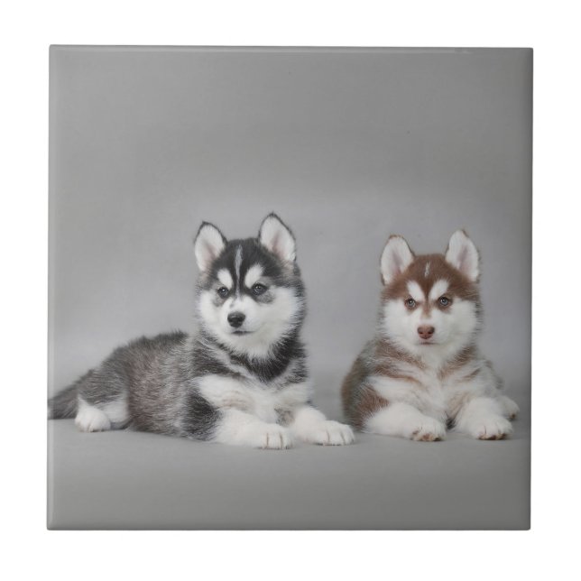 Siberian husky puppies tile (Front)