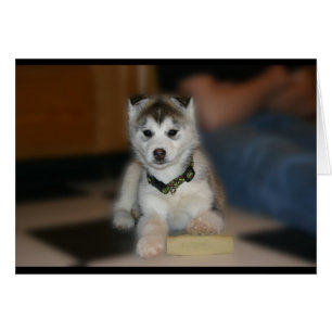 Siberian Husky Puppy