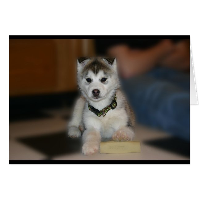 Siberian Husky Puppy (Front Horizontal)