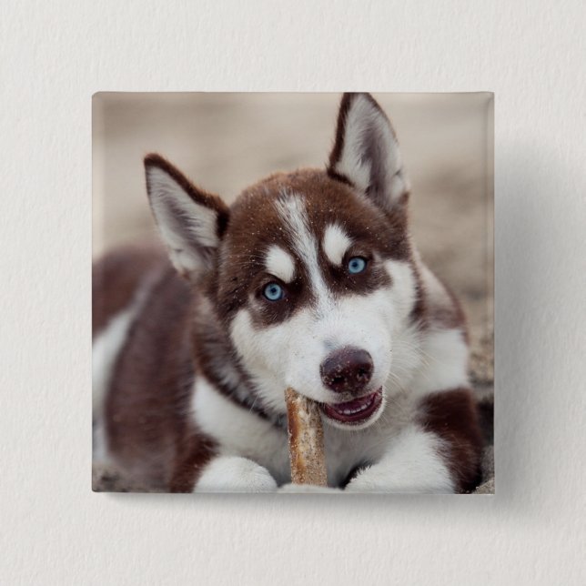 Siberian Husky Puppy at the Beach 2 Inch Square Button (Front)