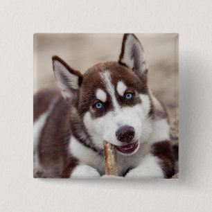Siberian Husky Puppy at the Beach 2 Inch Square Button