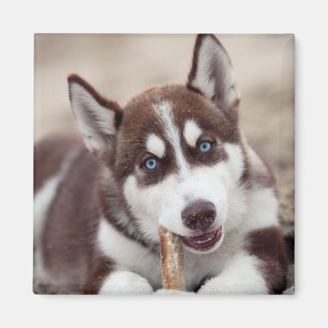 Siberian Husky Puppy at the Beach Magnet (Front)