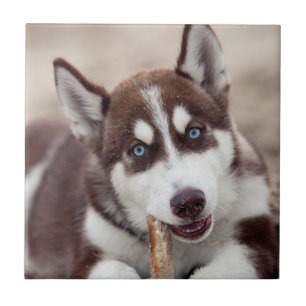 Siberian Husky Puppy at the Beach Tile